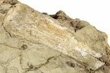 Sandstone With Eleven Teeth, Tendon & Bones - Wyoming #265529-3